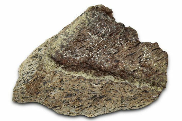 Dinosaur (Triceratops) Frill Shield Section - Montana #348019